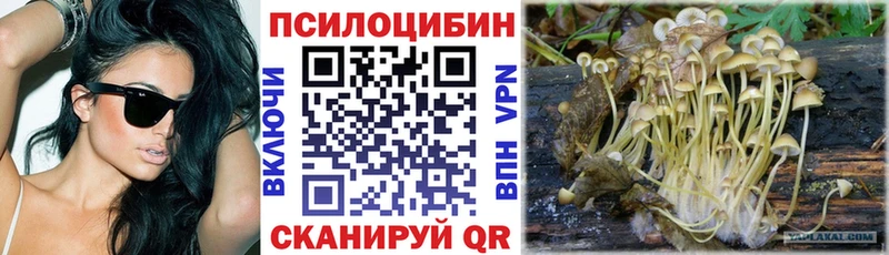 купить наркоту Черняховск это какой сайт Псилоцибиновые грибы Psilocybine cubensis